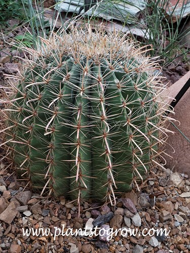 Fishhook Barrel Cactus (Ferocactus wislizeni)